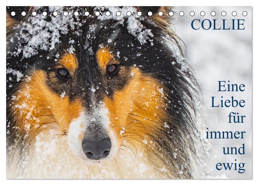 Collies - Eine Liebe für immer und ewig (Tischkalender 2024 DIN A5 quer) CALVENDO Monatskalender