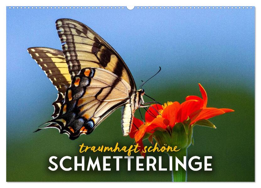 Traumhaft schöne Schmetterlinge (Wandkalender 2024 DIN A2 quer) CALVENDO Monatskalender