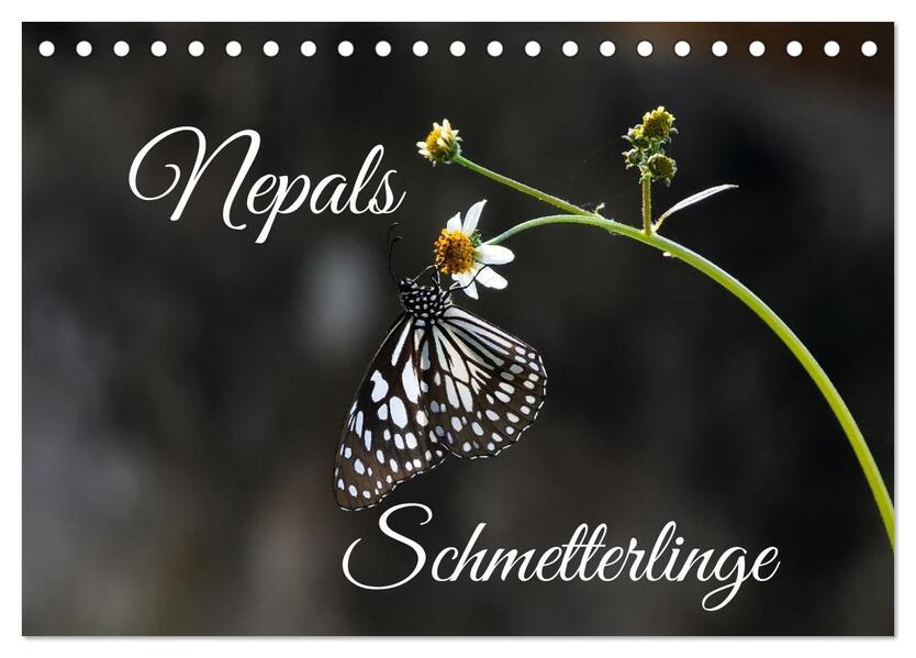 Nepals Schmetterlinge (Tischkalender 2024 DIN A5 quer) CALVENDO Monatskalender