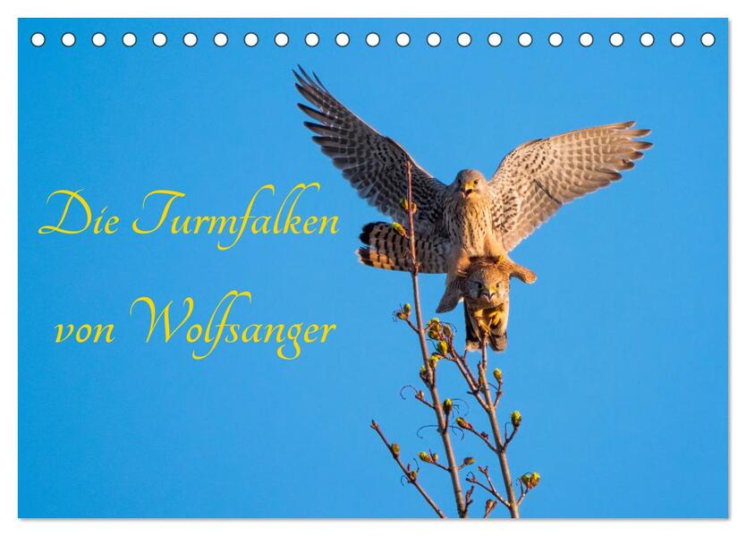 Die Turmfalken von Wolfsanger (Tischkalender 2024 DIN A5 quer) CALVENDO Monatskalender