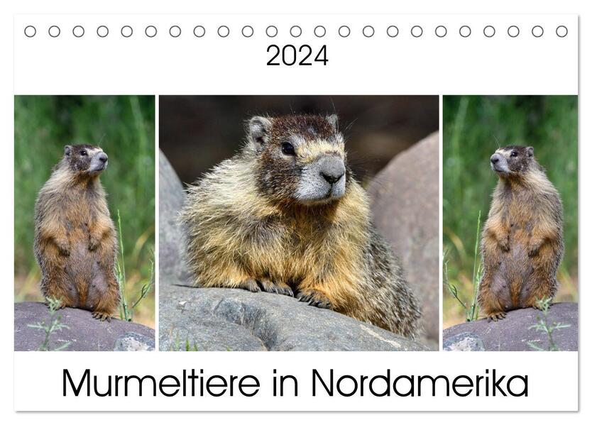 Murmeltiere in Nordamerika (Tischkalender 2024 DIN A5 quer) CALVENDO Monatskalender - Dieter Wilczek