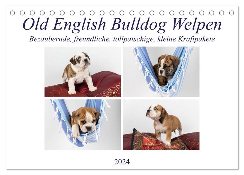 Old English Bulldog Welpen (Tischkalender 2024 DIN A5 quer) CALVENDO Monatskalender