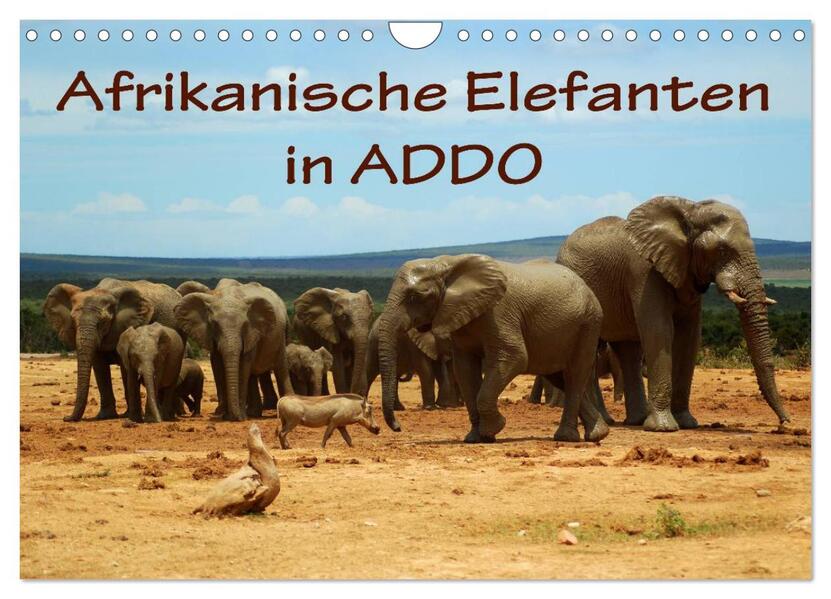 Afrikanische Elefanten in ADDO (Wandkalender 2024 DIN A4 quer) CALVENDO Monatskalender