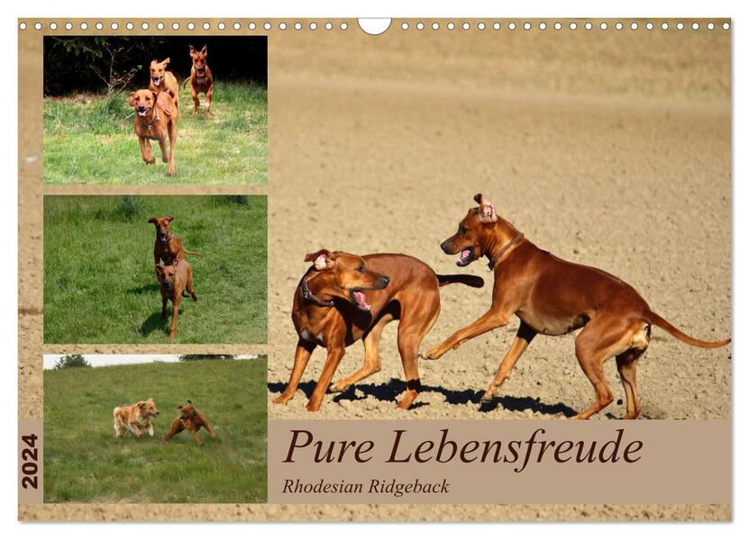 Rhodesian Ridgeback Pure Lebensfreude (Wandkalender 2024 DIN A3 quer) CALVENDO Monatskalender