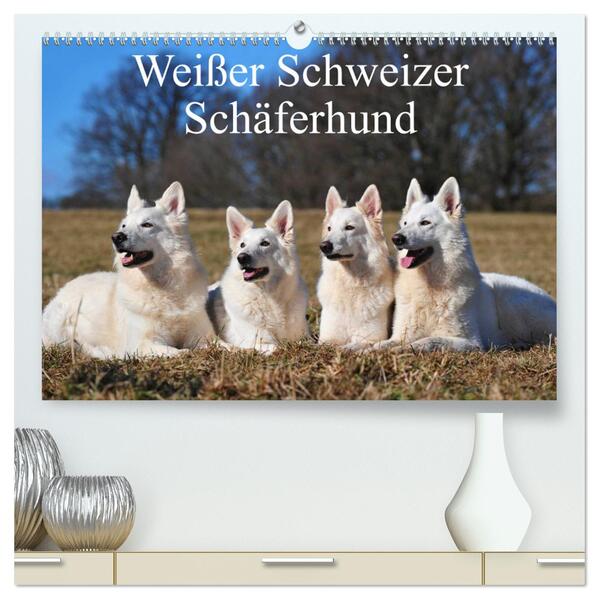 Weißer Schweizer Schäferhund (hochwertiger Premium Wandkalender 2024 DIN A2 quer) Kunstdruck in Hochglanz