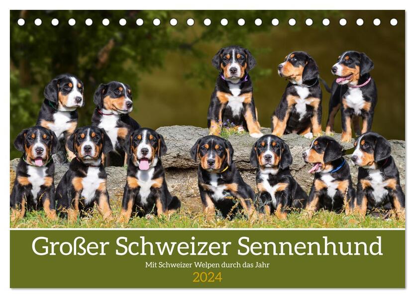 Großer Schweizer Sennenhund - Mit Schweizer Welpen durch das Jahr (Tischkalender 2024 DIN A5 quer) CALVENDO Monatskalender