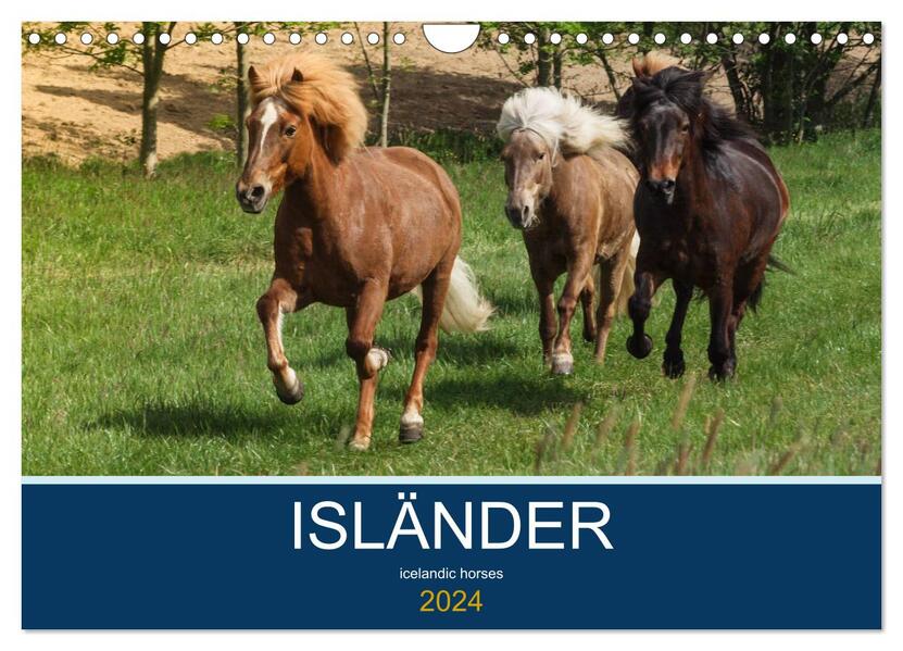 Isländer - icelandic horses (Wandkalender 2024 DIN A4 quer) CALVENDO Monatskalender