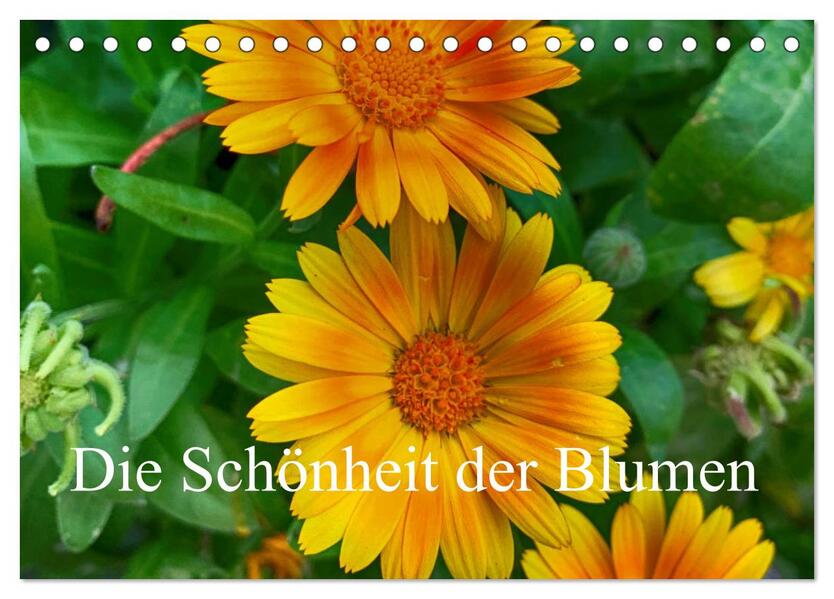 Die Schönheit der Blumen (Tischkalender 2024 DIN A5 quer) CALVENDO Monatskalender
