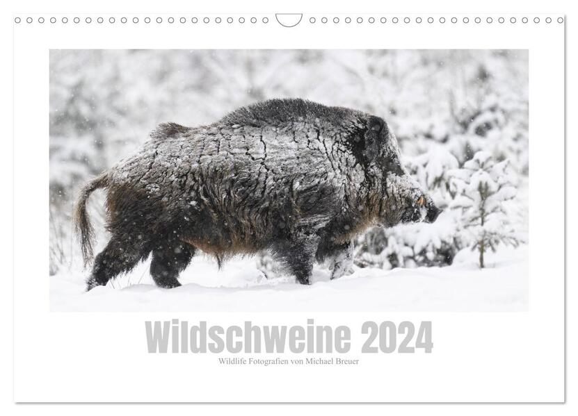 Wildschweine Wildlife Fotografien (Wandkalender 2024 DIN A3 quer) CALVENDO Monatskalender