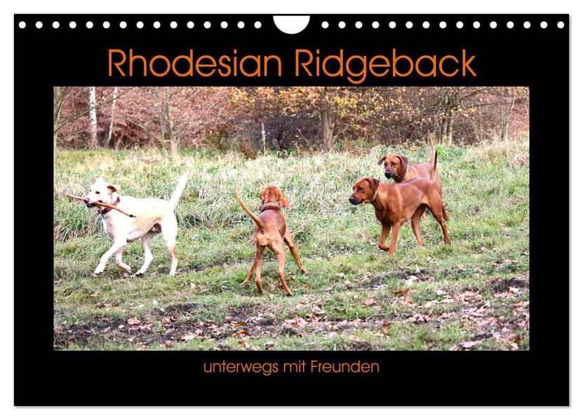 Rhodesian Ridgeback unterwegs mit Freunden (Wandkalender 2024 DIN A4 quer) CALVENDO Monatskalender