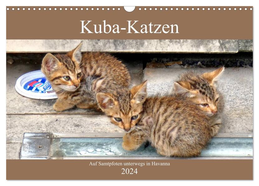 Kuba-Katzen - Auf Samtpfoten unterwegs in Havanna (Wandkalender 2024 DIN A3 quer) CALVENDO Monatskalender