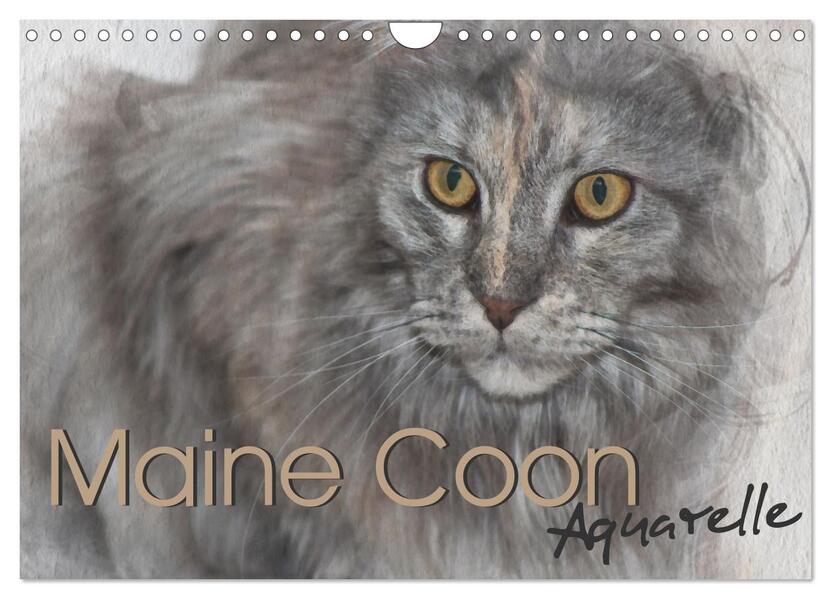 Maine Coon Aquarelle (Wandkalender 2024 DIN A4 quer) CALVENDO Monatskalender