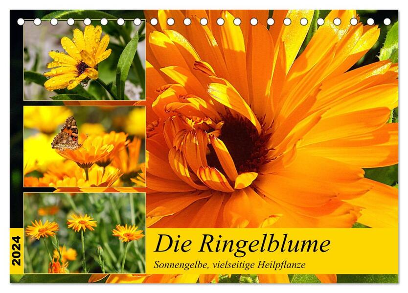 Die Ringelblume. Sonnengelbe vielseitige Heilpflanze (Tischkalender 2024 DIN A5 quer) CALVENDO Monatskalender