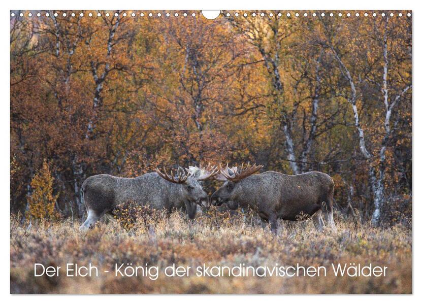 Der Elch - König der skandinavischen Wälder (Wandkalender 2024 DIN A3 quer) CALVENDO Monatskalender