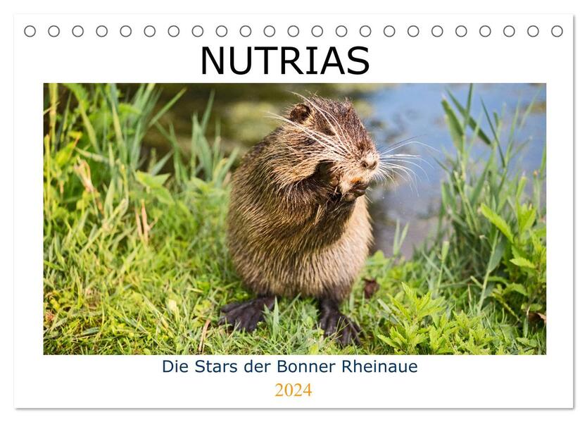 NUTRIAS - Die Stars der Bonner Rheinaue (Tischkalender 2024 DIN A5 quer) CALVENDO Monatskalender