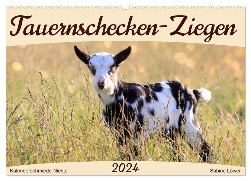 Tauernschecken-Ziegen (Wandkalender 2024 DIN A2 quer) CALVENDO Monatskalender