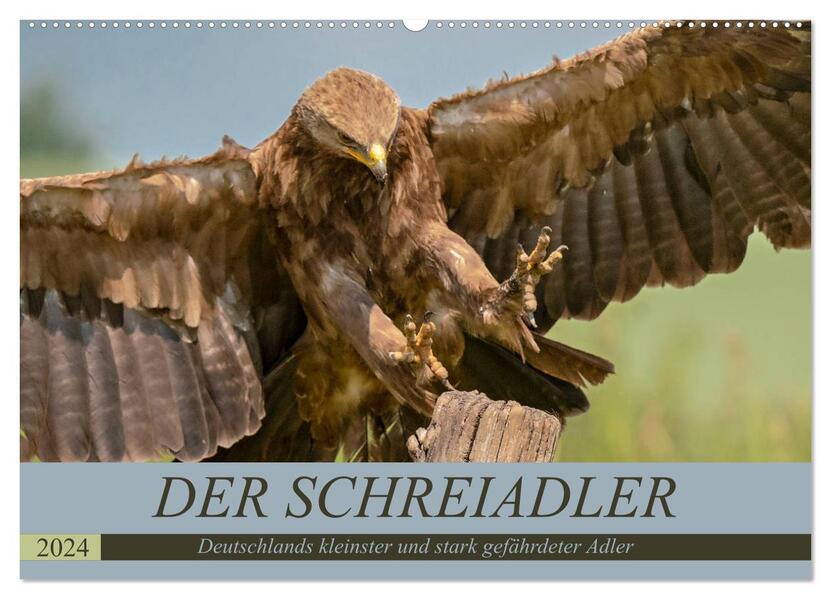Der Schreiadler (Clanga pomarina) - Deutschands kleinster und stark gefährdeter Adler. (Wandkalender 2024 DIN A2 quer) CALVENDO Monatskalender
