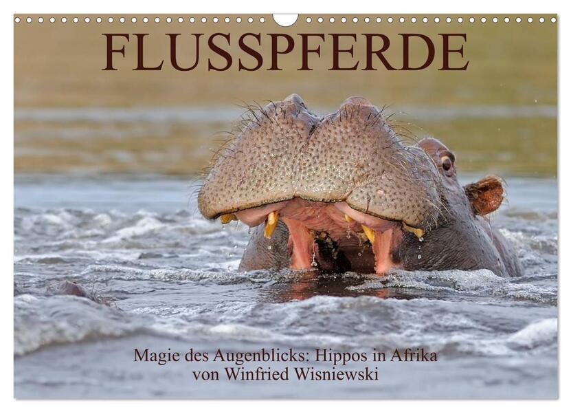Flusspferde Magie des Augenblicks - Hippos in Afrika (Wandkalender 2024 DIN A3 quer) CALVENDO Monatskalender