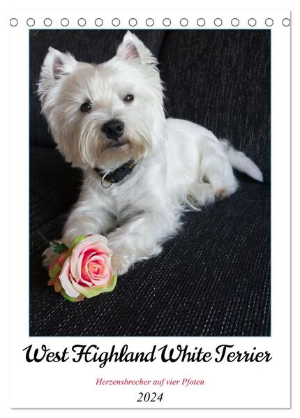 West Highland White Terrier - Herzensbrecher auf vier Pfoten (Tischkalender 2024 DIN A5 hoch) CALVENDO Monatskalender