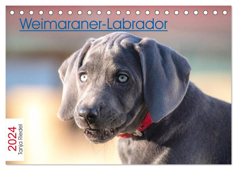 Weimaraner-Labrador (Tischkalender 2024 DIN A5 quer) CALVENDO Monatskalender