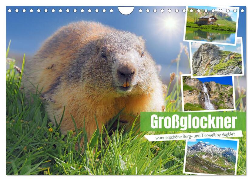 Großglockner wunderschöne Berg- und Tierwelt (Wandkalender 2024 DIN A4 quer) CALVENDO Monatskalender