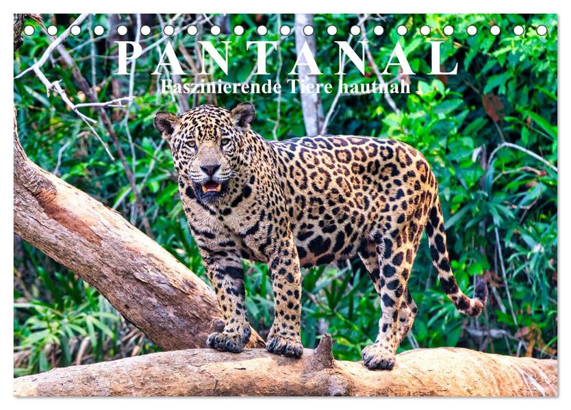Pantanal: Faszinierende Tiere hautnah (Tischkalender 2024 DIN A5 quer) CALVENDO Monatskalender