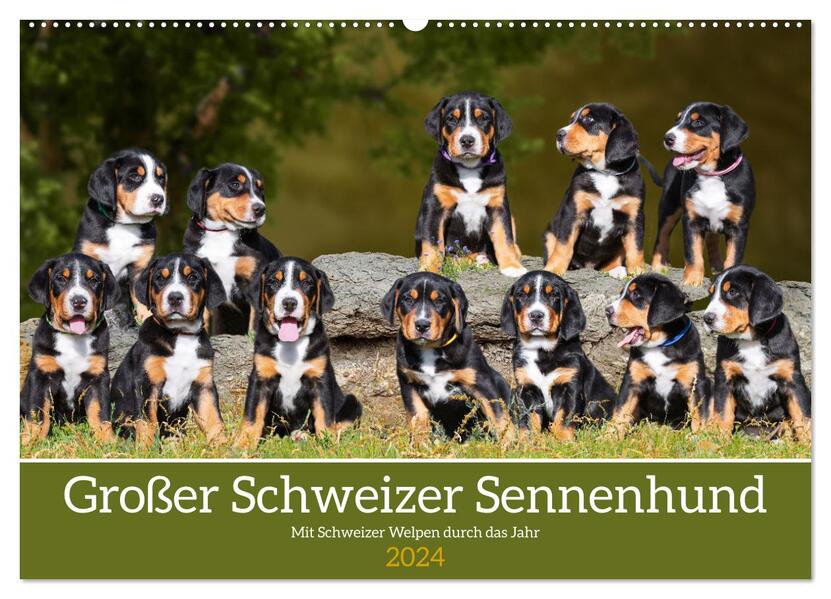 Großer Schweizer Sennenhund - Mit Schweizer Welpen durch das Jahr (Wandkalender 2024 DIN A2 quer) CALVENDO Monatskalender