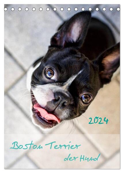 Boston Terrier der Hund 2024 (Tischkalender 2024 DIN A5 hoch) CALVENDO Monatskalender