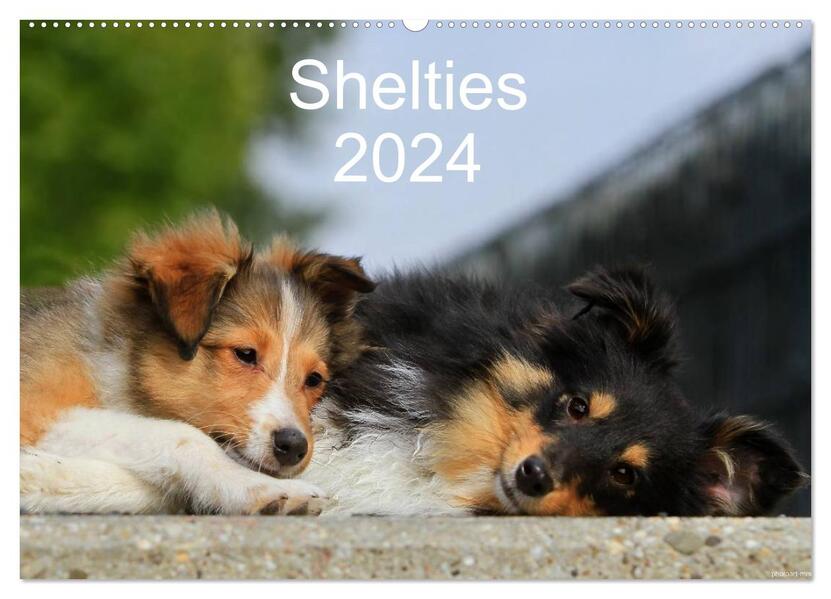 Shelties 2024 (Wandkalender 2024 DIN A2 quer) CALVENDO Monatskalender