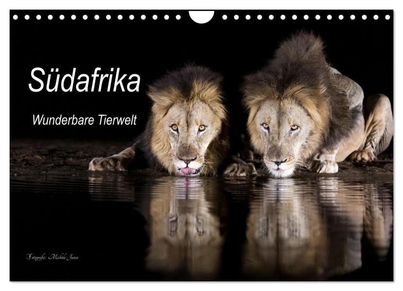 Südafrika wunderbare Tierwelt (Wandkalender 2024 DIN A4 quer) CALVENDO Monatskalender