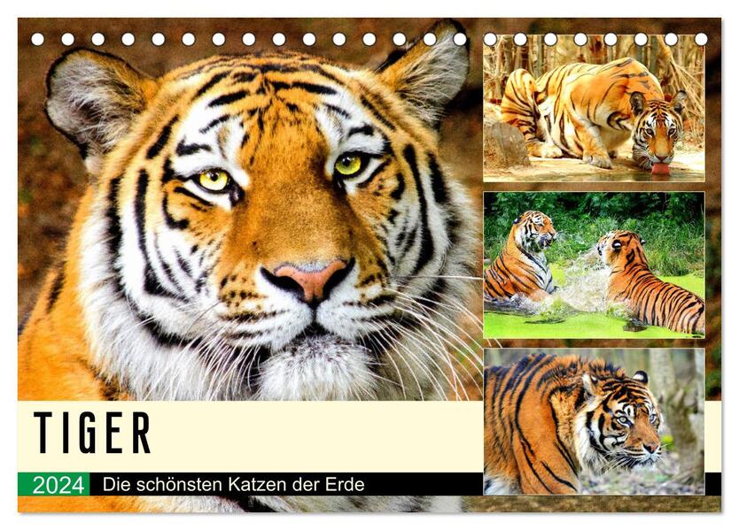 Tiger. Die schönsten Katzen der Erde (Tischkalender 2024 DIN A5 quer) CALVENDO Monatskalender