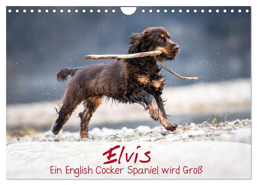 Elvis ein Engl. Cocker Spaniel wird Groß (Wandkalender 2024 DIN A4 quer) CALVENDO Monatskalender
