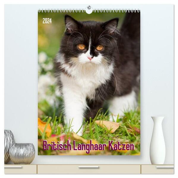 Britisch Langhaar Katzen (hochwertiger Premium Wandkalender 2024 DIN A2 hoch) Kunstdruck in Hochglanz