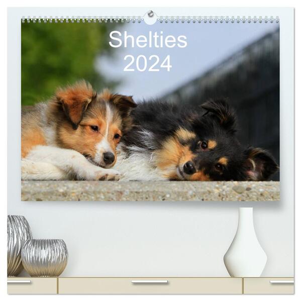 Shelties 2024 (hochwertiger Premium Wandkalender 2024 DIN A2 quer) Kunstdruck in Hochglanz
