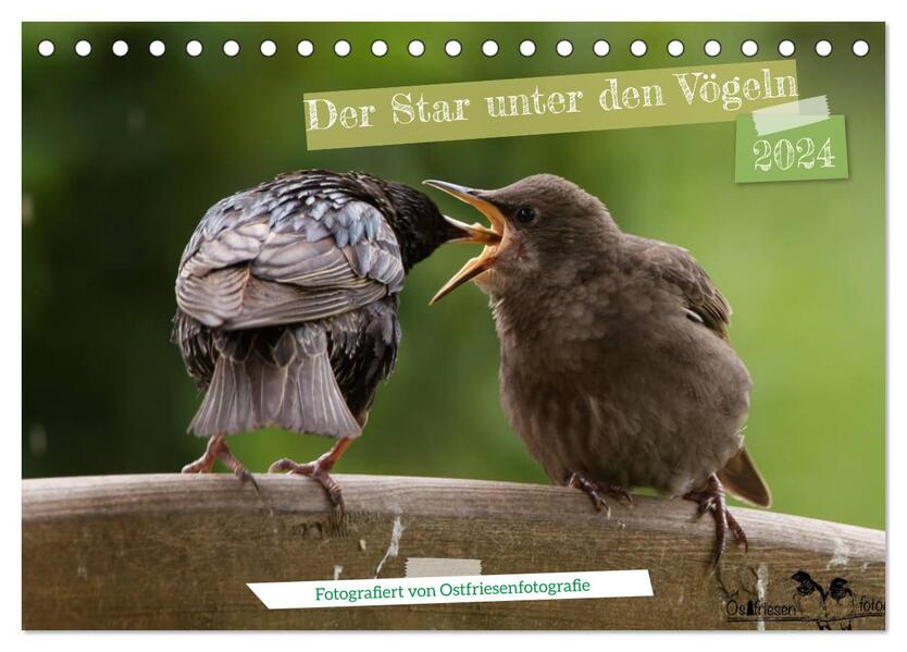 Der Star unter den Vögeln - Fotografiert von Ostfriesenfotografie (Tischkalender 2024 DIN A5 quer) CALVENDO Monatskalender