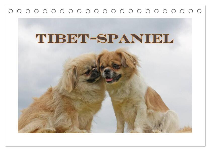 Tibet-Spaniel (Tischkalender 2024 DIN A5 quer) CALVENDO Monatskalender