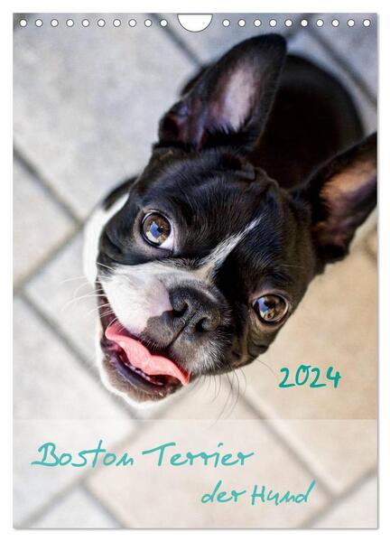 Boston Terrier der Hund 2024 (Wandkalender 2024 DIN A4 hoch) CALVENDO Monatskalender