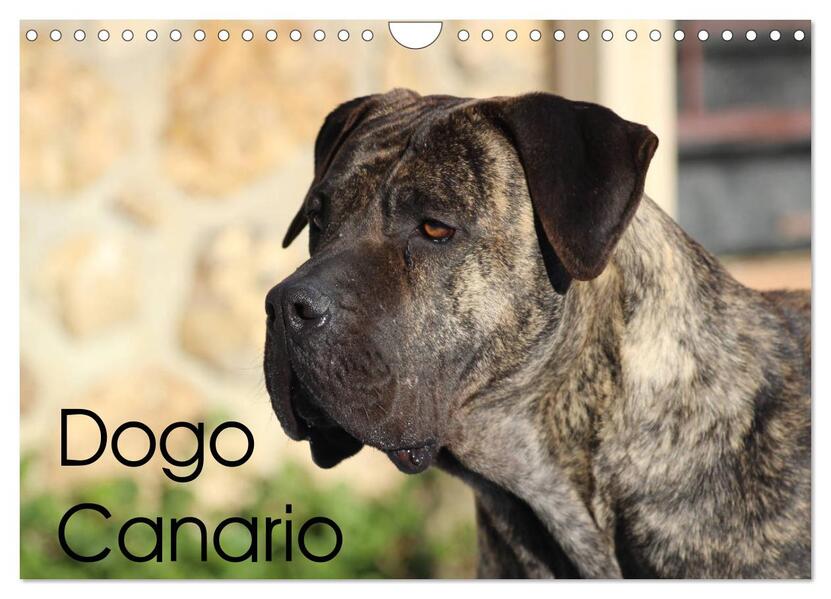 Dogo Canario (Wandkalender 2024 DIN A4 quer) CALVENDO Monatskalender