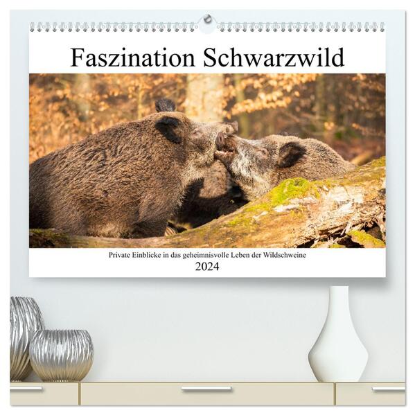 Faszination Schwarzwild (hochwertiger Premium Wandkalender 2024 DIN A2 quer) Kunstdruck in Hochglanz