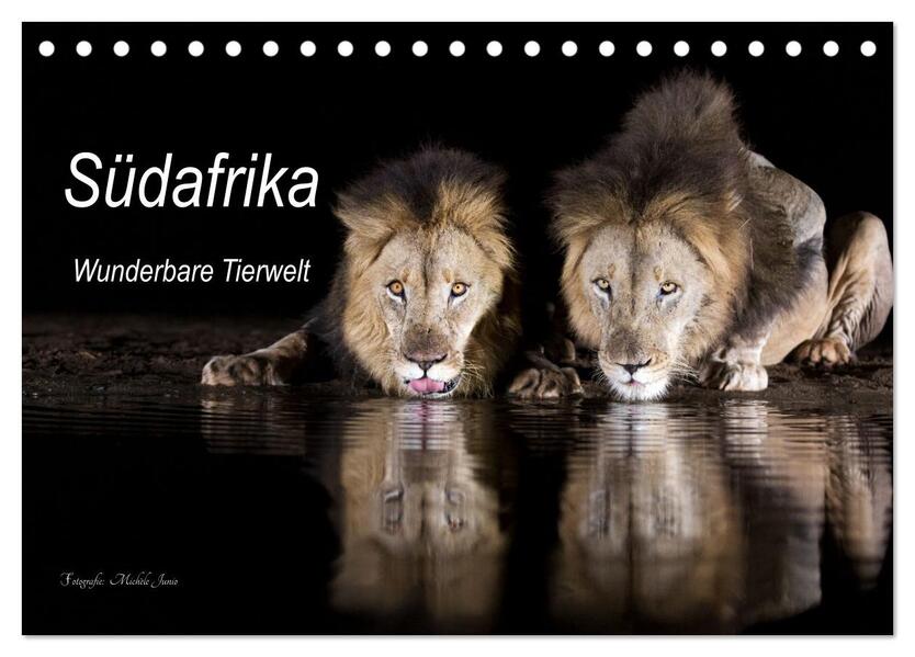 Südafrika wunderbare Tierwelt (Tischkalender 2024 DIN A5 quer) CALVENDO Monatskalender
