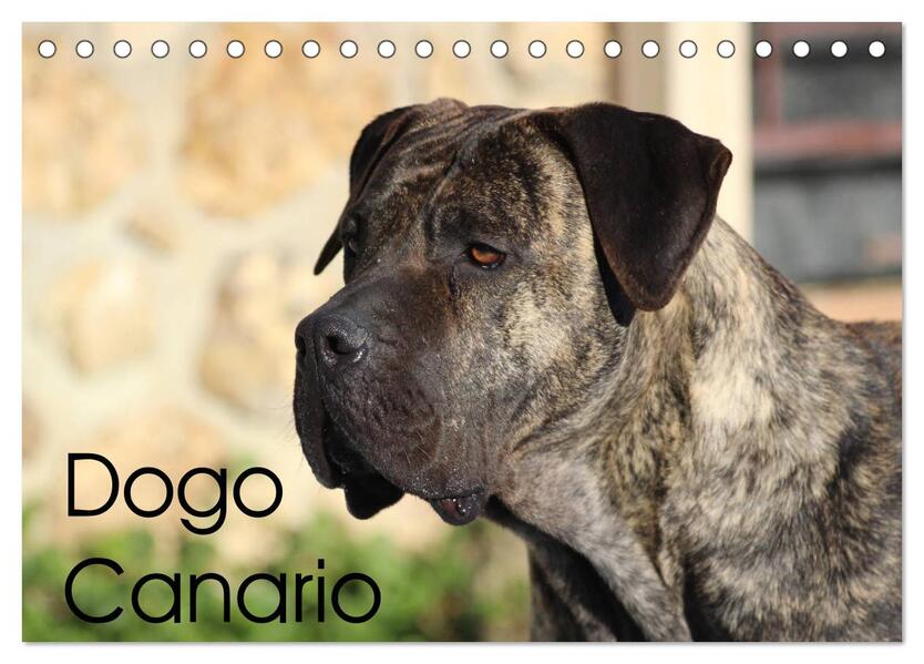 Dogo Canario (Tischkalender 2024 DIN A5 quer) CALVENDO Monatskalender