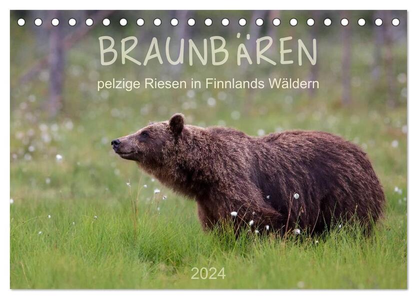 Braunbären - pelzige Riesen in Finnlands Wäldern (Tischkalender 2024 DIN A5 quer) CALVENDO Monatskalender