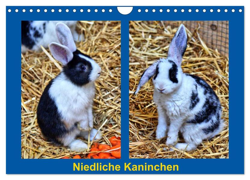 Niedliche Kaninchen (Wandkalender 2024 DIN A4 quer) CALVENDO Monatskalender