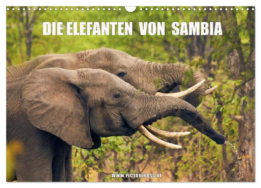 Die Elefanten von Sambia (Wandkalender 2024 DIN A3 quer) CALVENDO Monatskalender