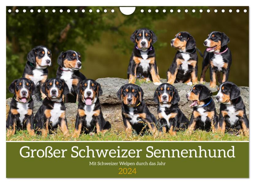 Großer Schweizer Sennenhund - Mit Schweizer Welpen durch das Jahr (Wandkalender 2024 DIN A4 quer) CALVENDO Monatskalender