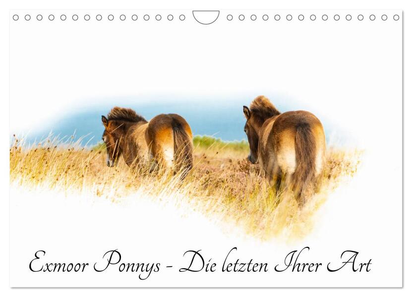 Exmoor Ponnys - Die letzten Ihrer Art (Wandkalender 2024 DIN A4 quer) CALVENDO Monatskalender
