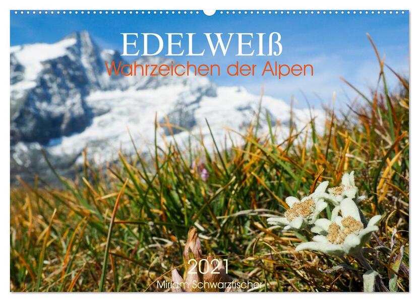 Edelweiß - Wahrzeichen der Alpen (Wandkalender 2024 DIN A2 quer) CALVENDO Monatskalender