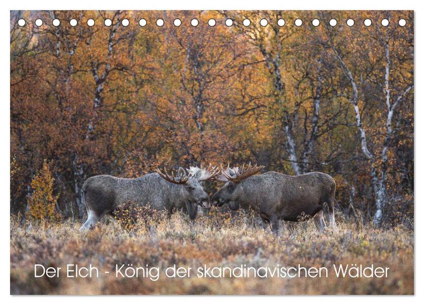 Der Elch - König der skandinavischen Wälder (Tischkalender 2024 DIN A5 quer) CALVENDO Monatskalender