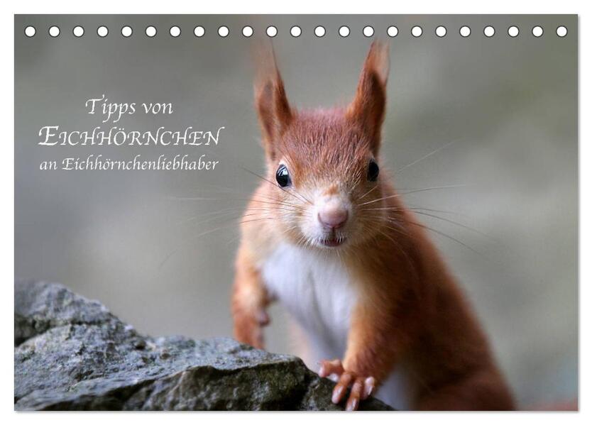 Tipps von Eichhörnchen an Eichhörnchenliebhaber (Tischkalender 2024 DIN A5 quer) CALVENDO Monatskalender