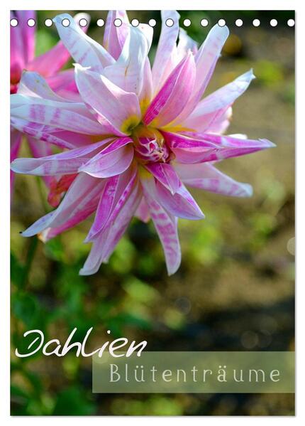 Dahlien - Blütenträume (Tischkalender 2024 DIN A5 hoch) CALVENDO Monatskalender